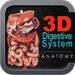 3D Digestive System II